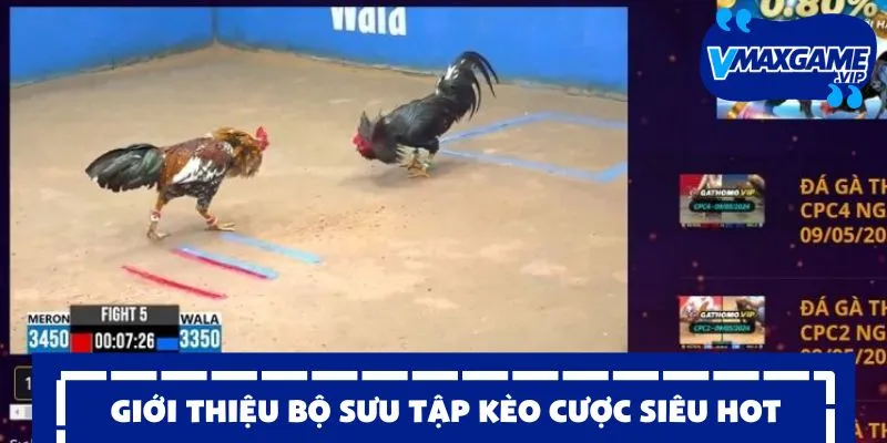 đá gà campuchia kèo cược