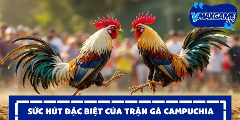 đá gà campuchia sức hút