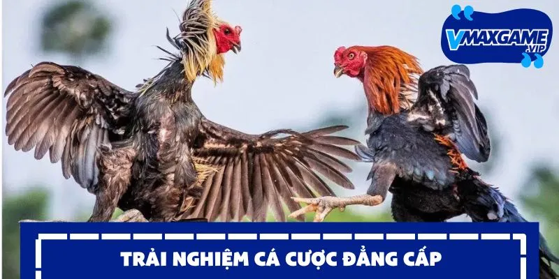 đá gà sv388 trải nghiệm