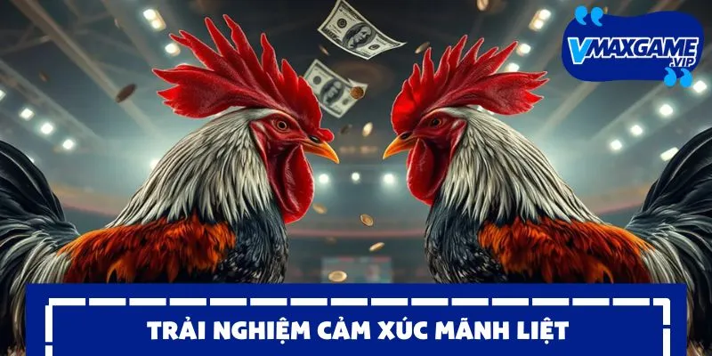 đá gà thomo hoà mình