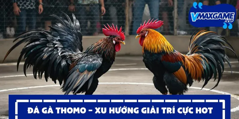 đá gà thomo xu hướng