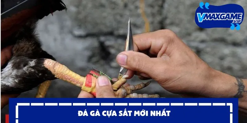 đá gà vmax 2026 cựa dao 