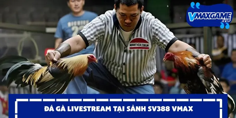 đá gà vmax 2026 livestream hấp dẫn