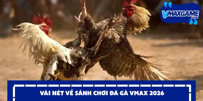 đá gà vmax 2026 vài nét giới thiệu
